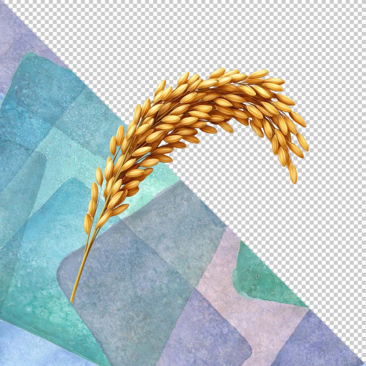 Oltin guruch boshoqlari izolyatsiyalangan shaffof fon | Golden rice ear grain isolated transparent background 1