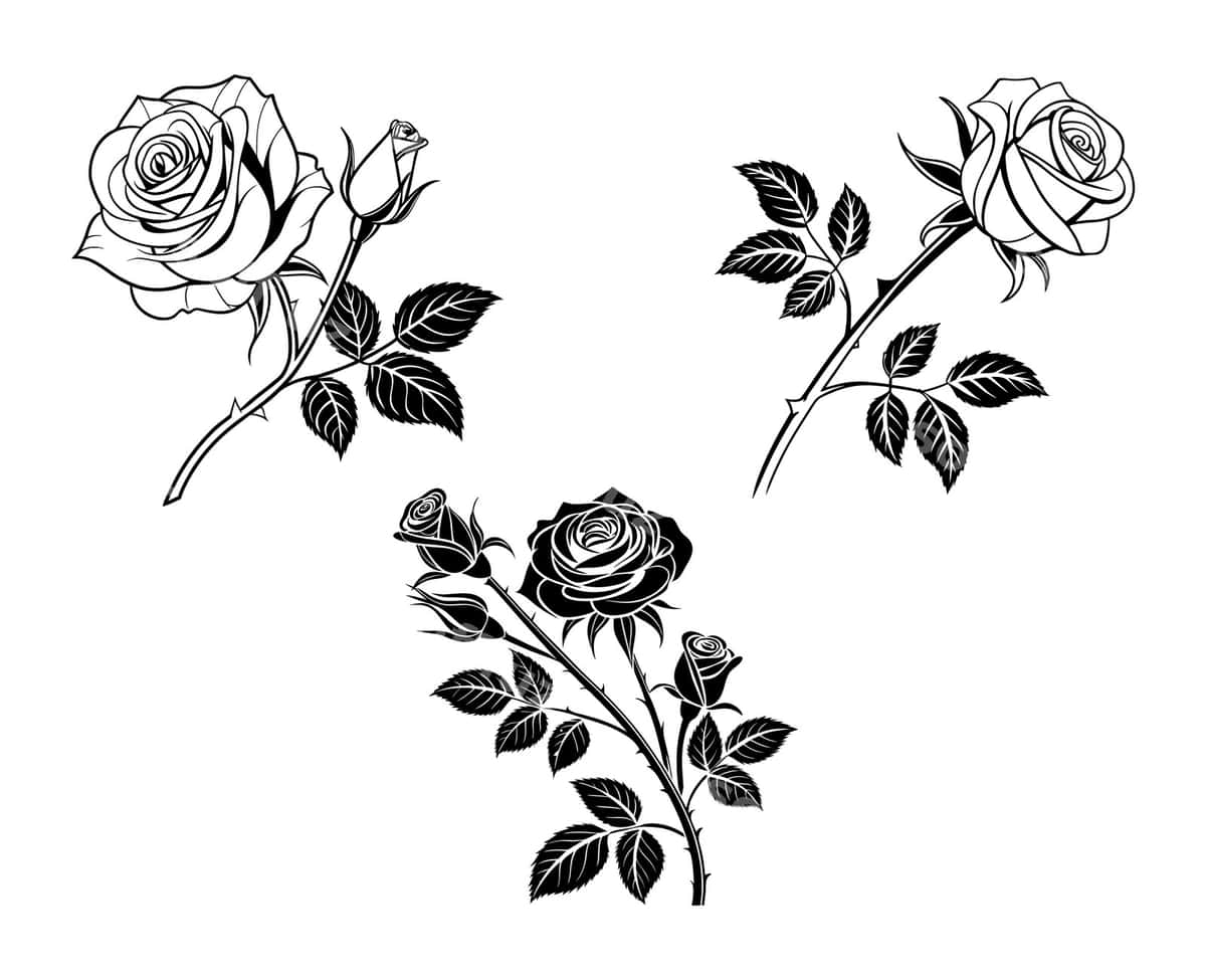 Qora va oq atirgul rasmlari | Black white rose illustrations 1