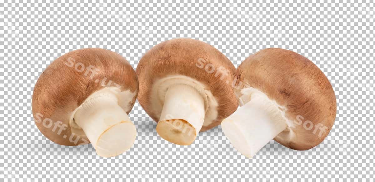Champignon qo'zillari ajraltirilgan alpha qat | Champignon mushrooms isolated alpha layer 1