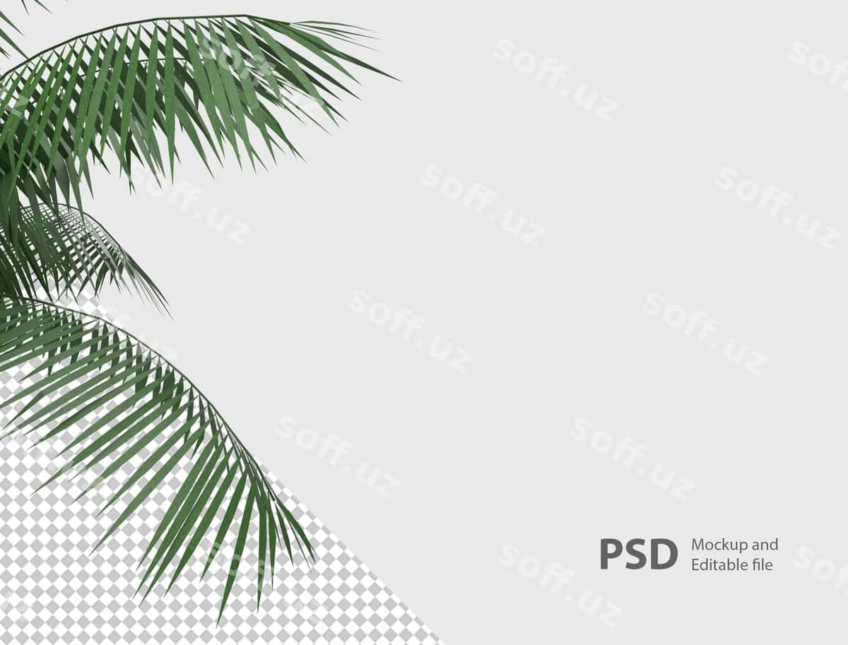 Yaqin suratdagi o'simlik ajraltirilgan | Close up plant isolated 1