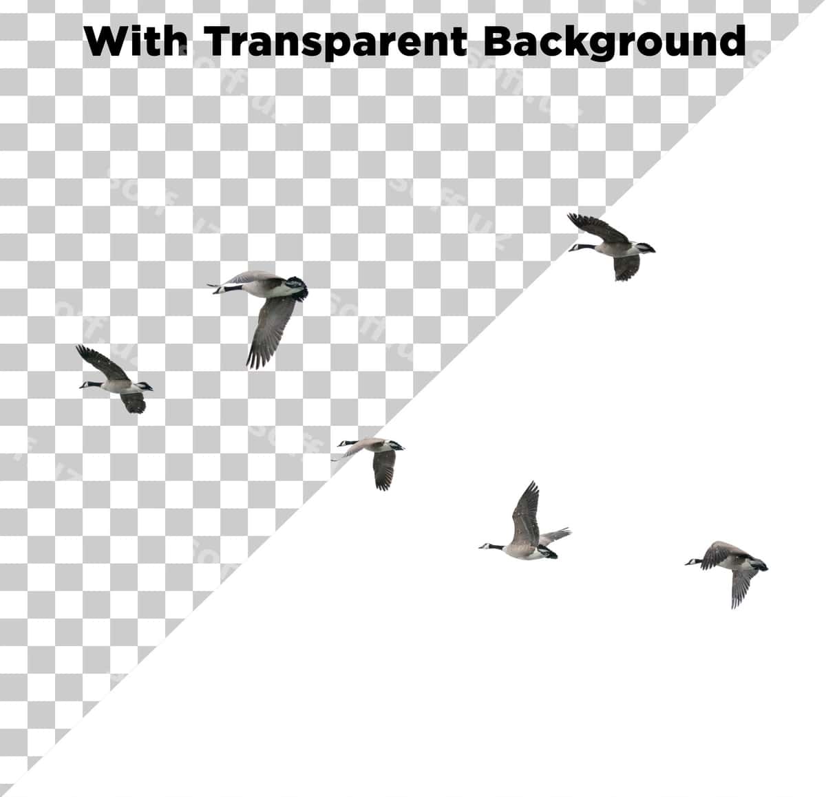 Qushlar guruh osmon | Flock birds sky 1
