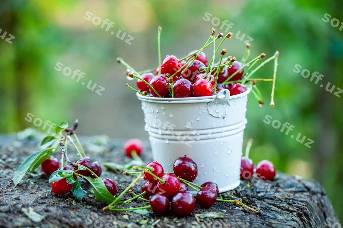Taze gilas tayyor yeyish uchun | Fresh cherries ready eat 1