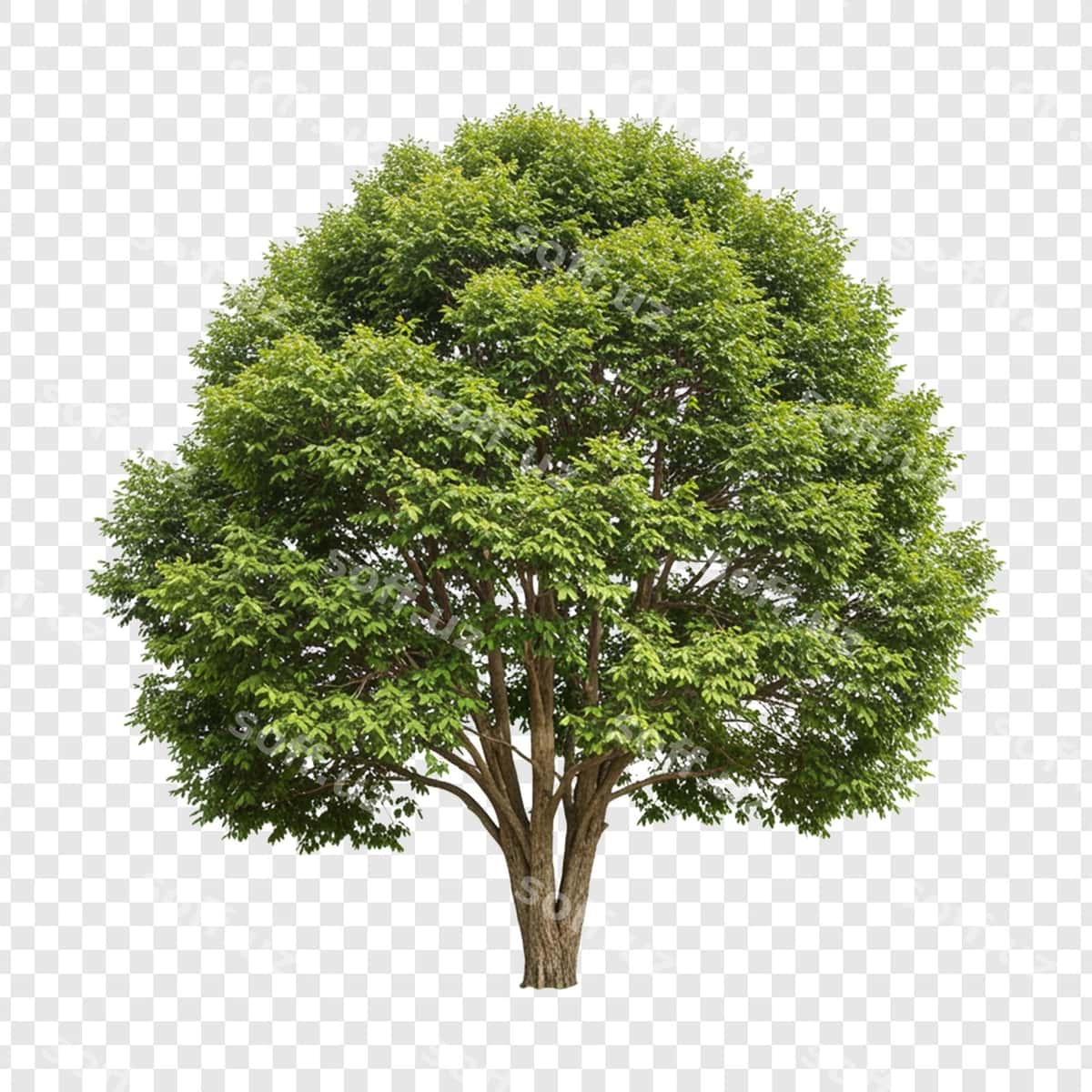 Yashil daraxt | Green tree 1