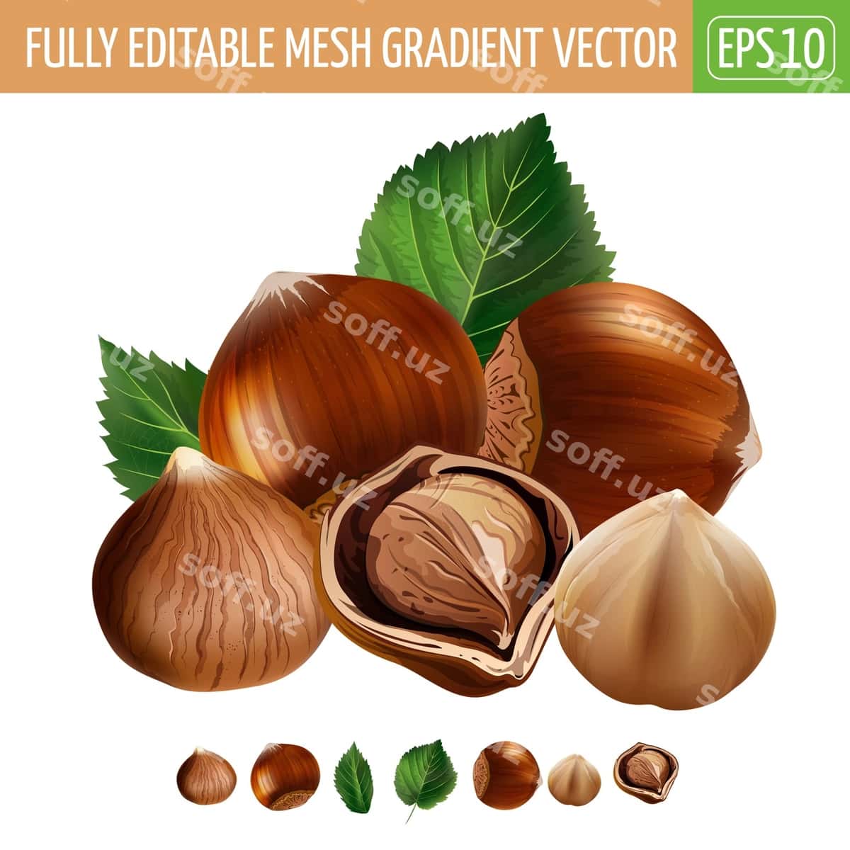 Fındık tasviri oq | Hazelnuts illustration white 1