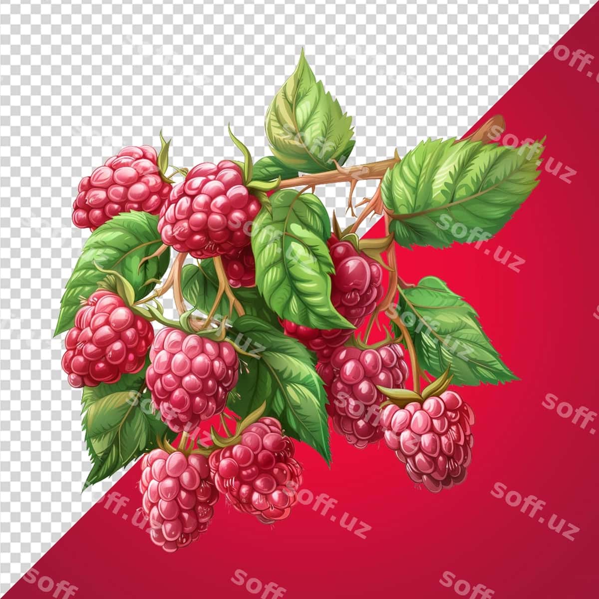Mavziyon dara png | Raspberry branch png 1