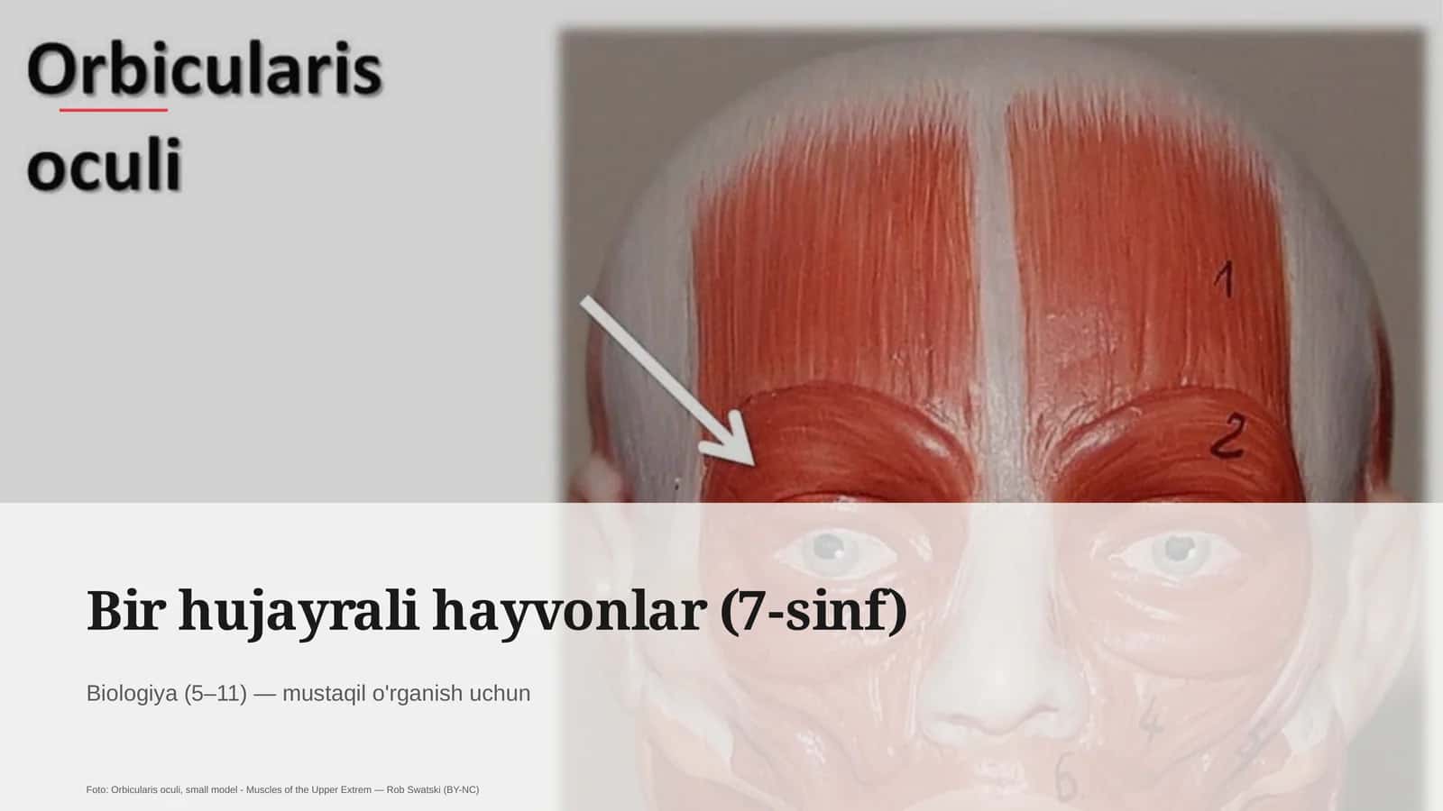 Bir hujayrali hayvonlar (7-sinf) 1