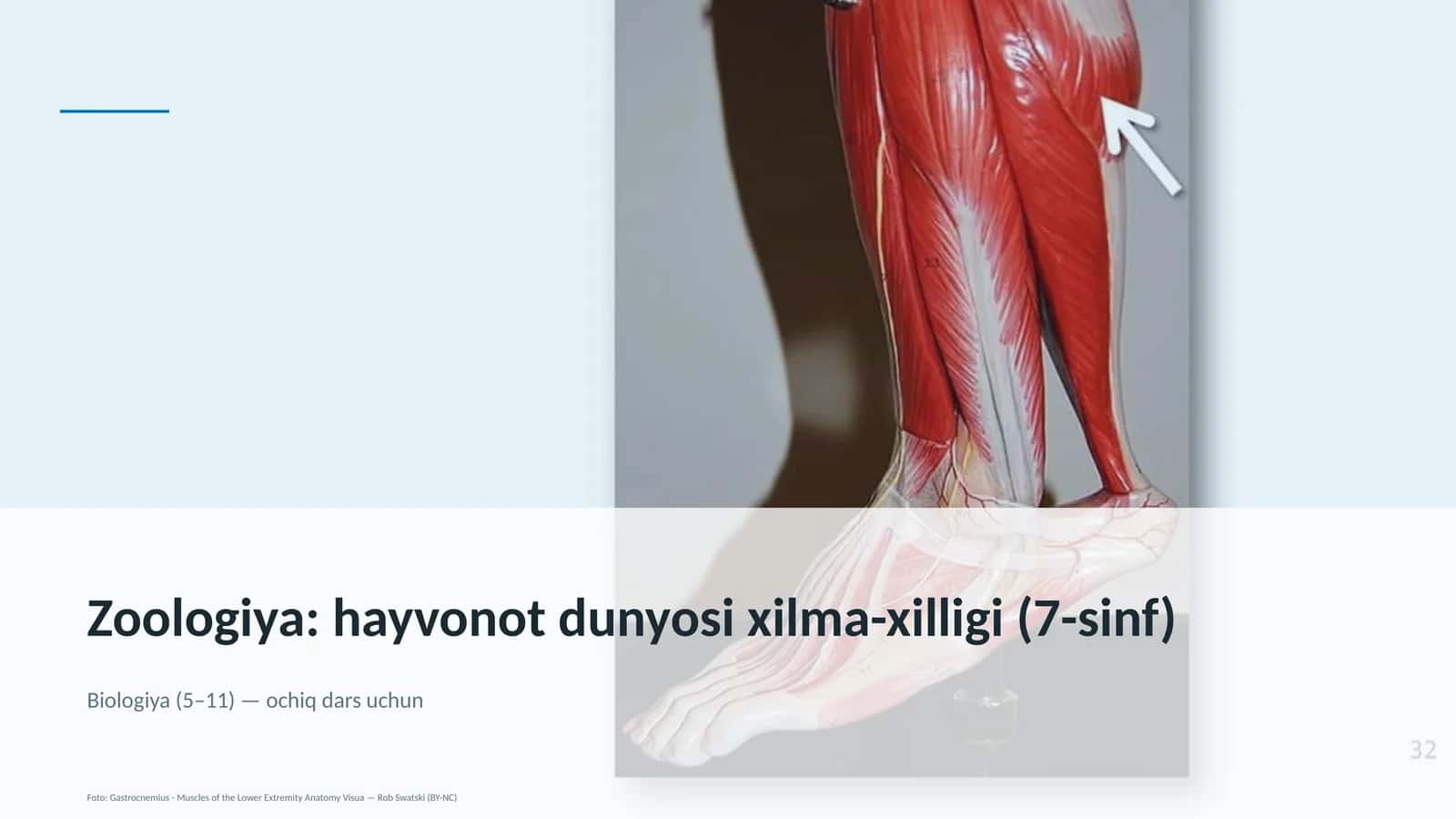 Zoologiya: hayvonot dunyosi xilma-xilligi (7-sinf) 1