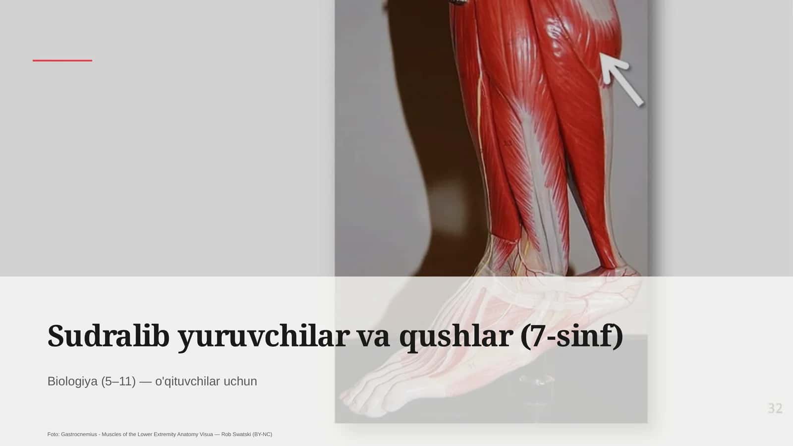 Sudralib yuruvchilar va qushlar (7-sinf) Biologiya (5–11) — o'qituvchilar uchun 1