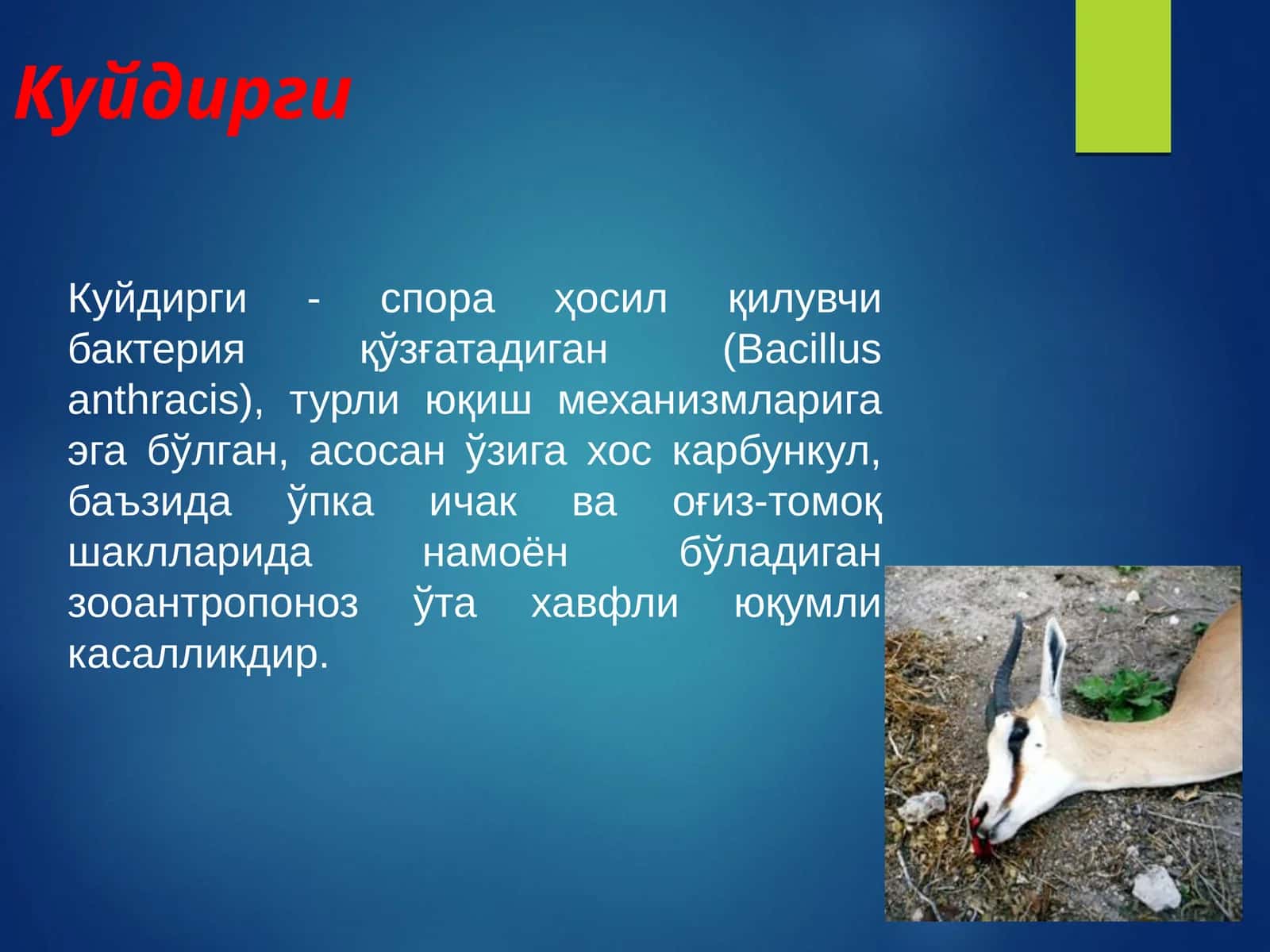 Куйдирги 1