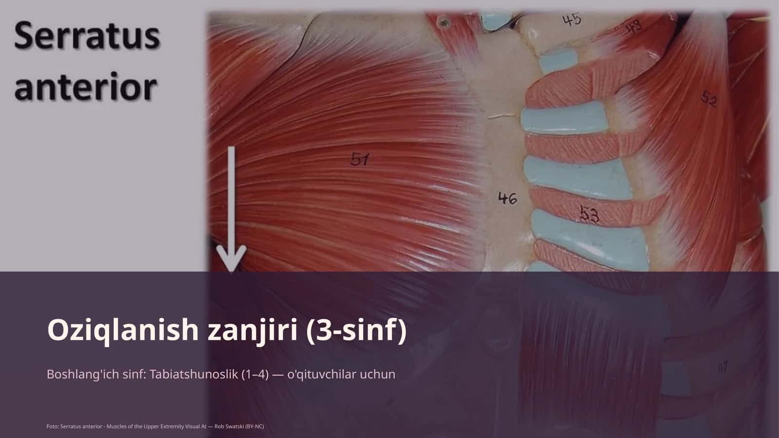 Oziqlanish zanjiri (3-sinf) 1