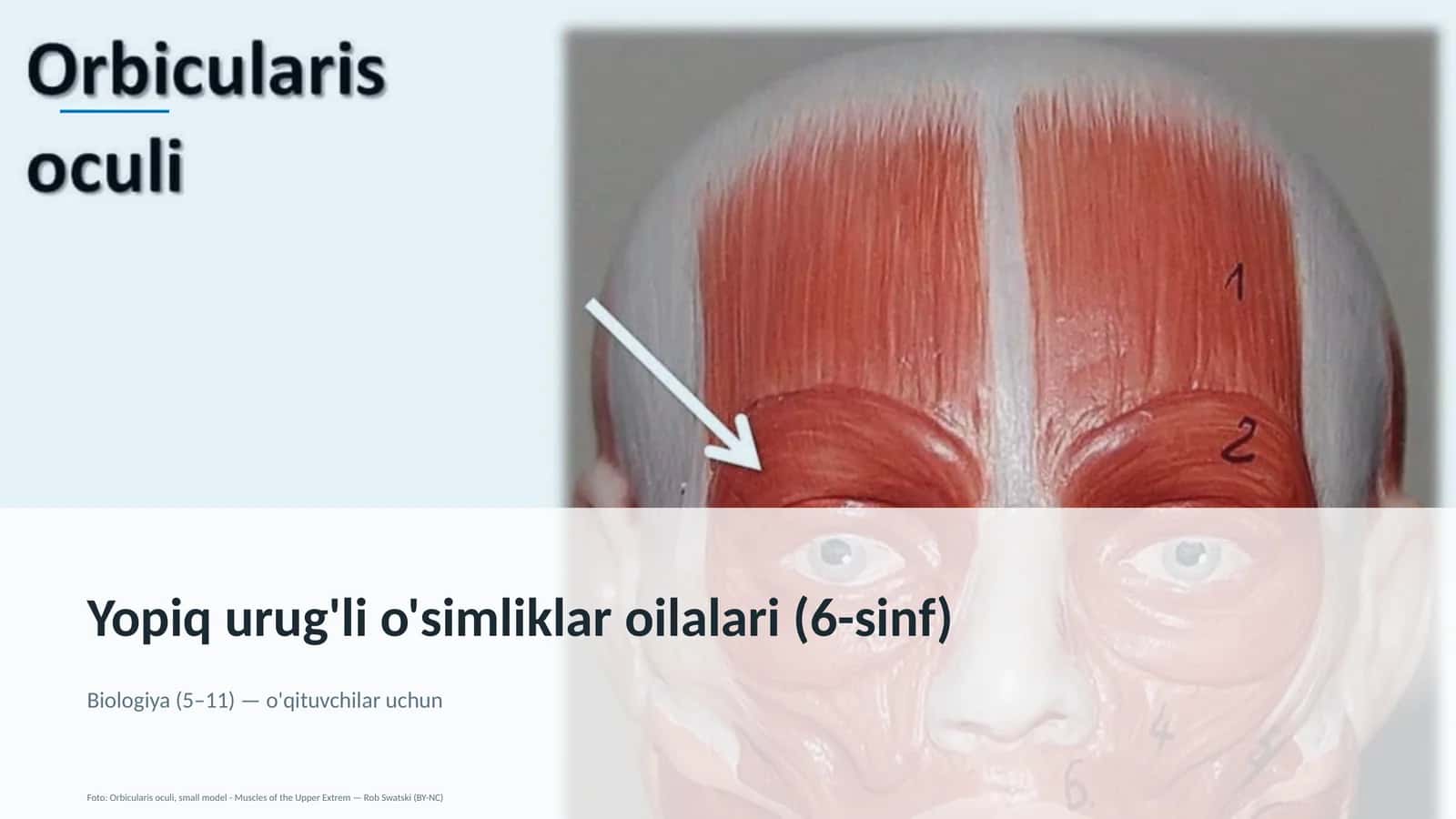 Yopiq urug'li o'simliklar oilalari (6-sinf) 1