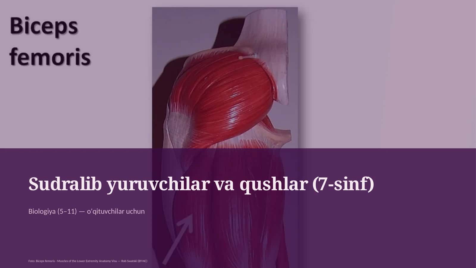 Sudralib yuruvchilar va qushlar (7-sinf) 1