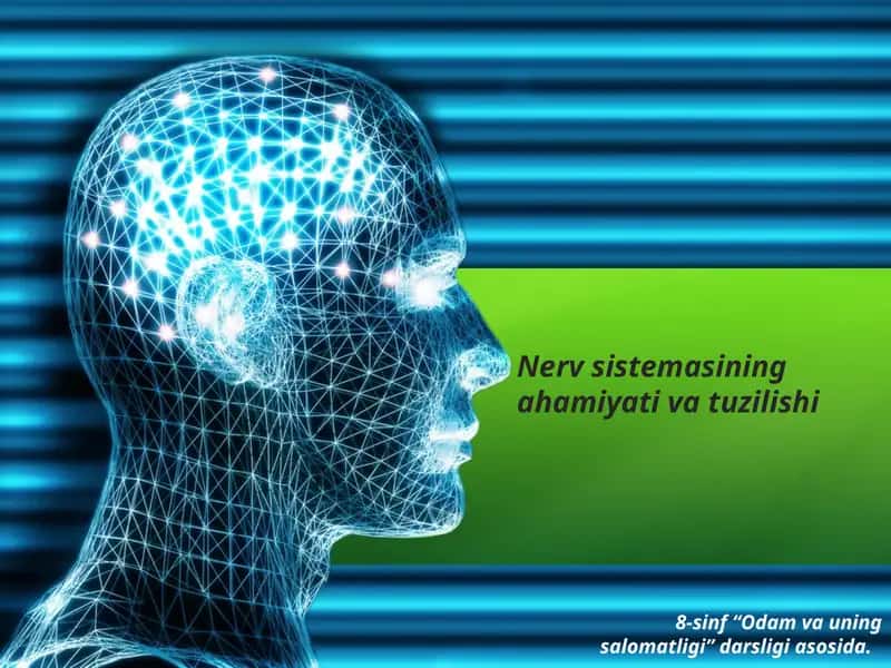 Nerv_sistemasi tuzilishi va ahamyati 1