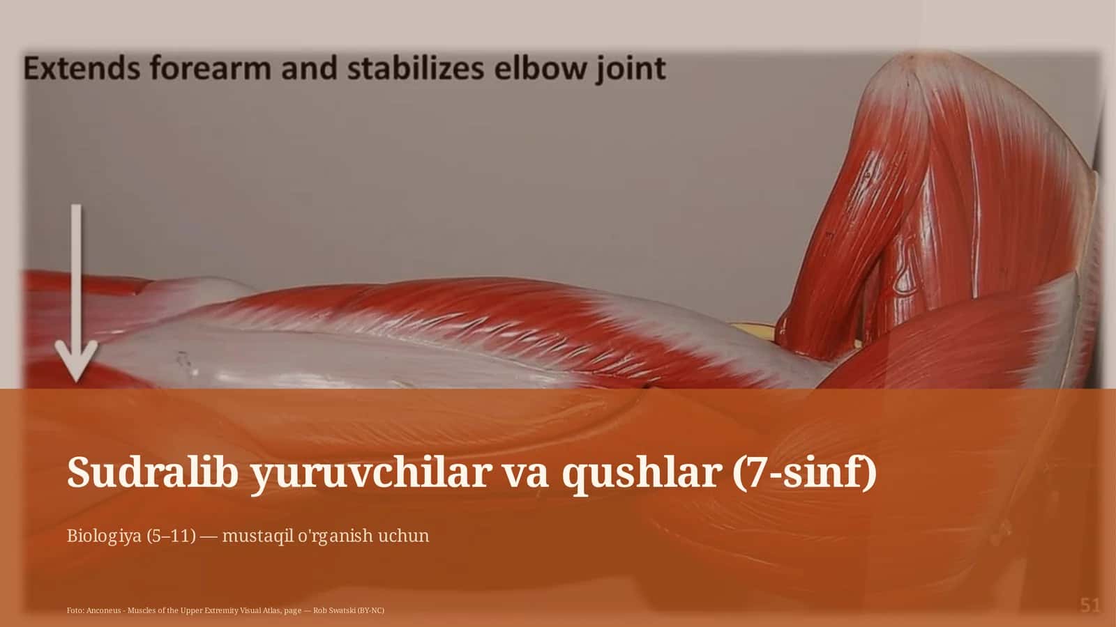 Sudralib yuruvchilar va qushlar (7-sinf) 1