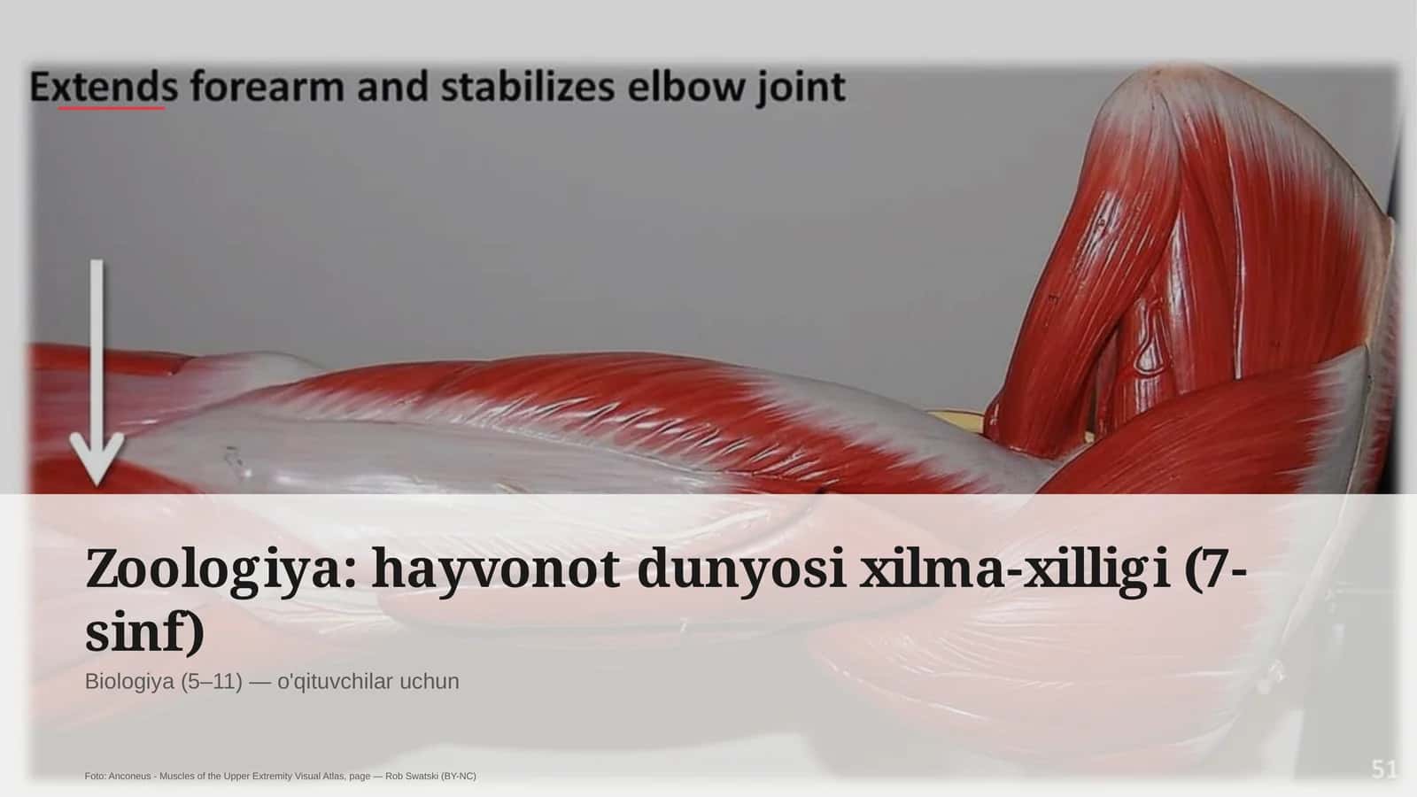 Zoologiya: hayvonot dunyosi xilma-xilligi (7-sinf) 1