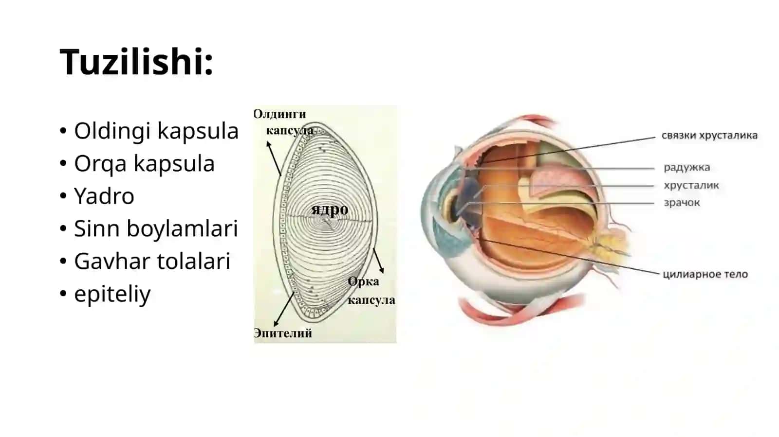 Gavharanatomiyasi 3