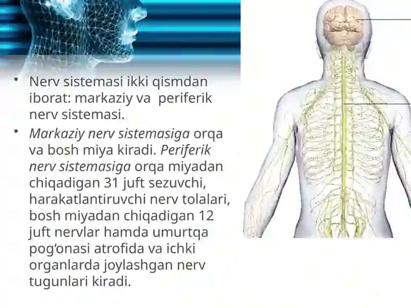 Nerv_sistemasi tuzilishi va ahamyati 3