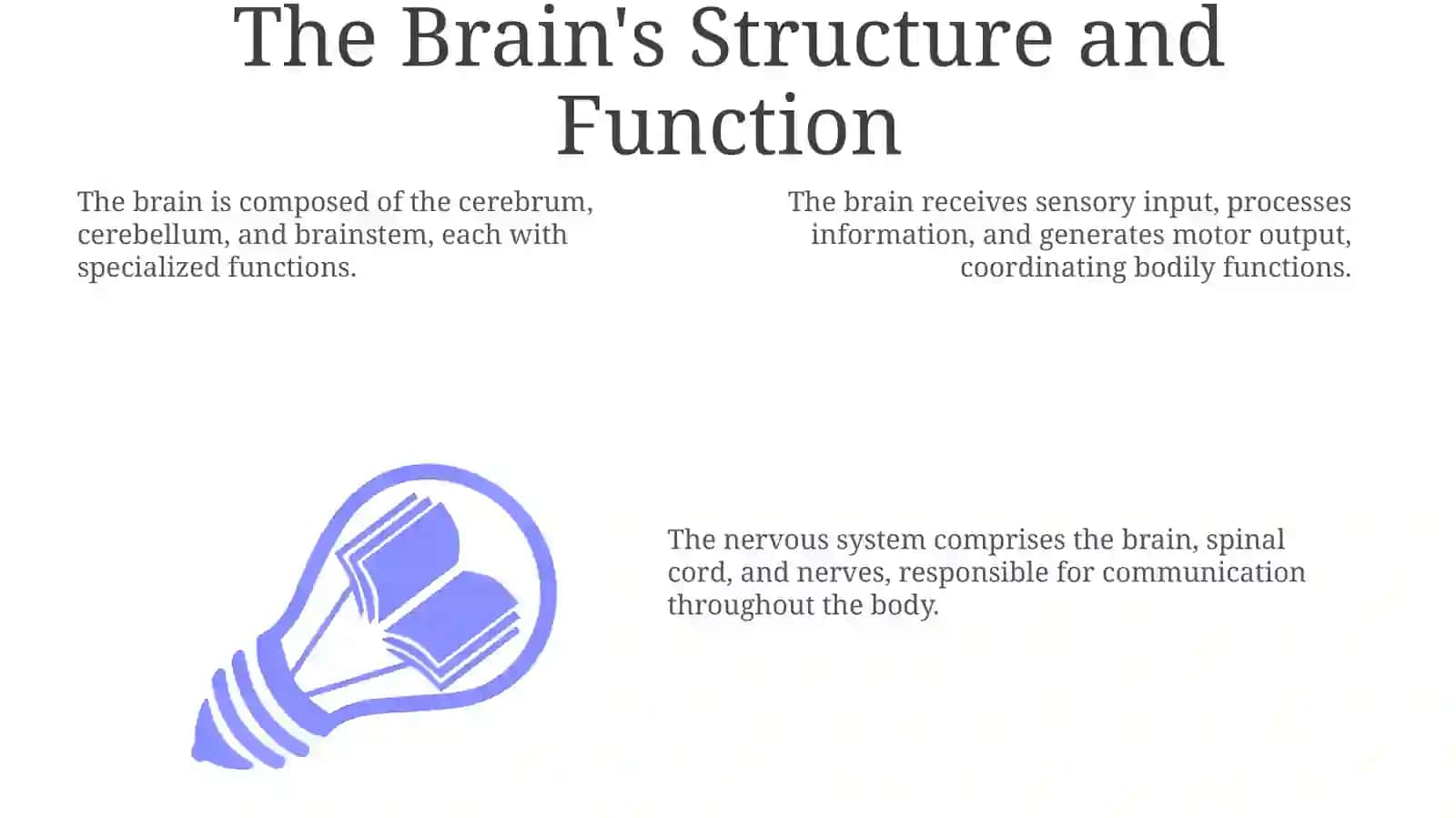 The Brain's Structure and Function 3