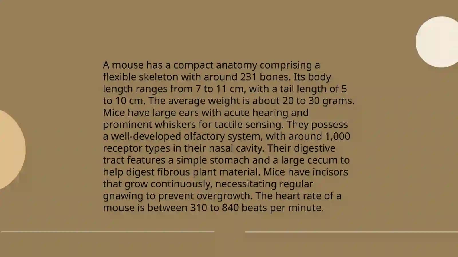 Mause surgery 4