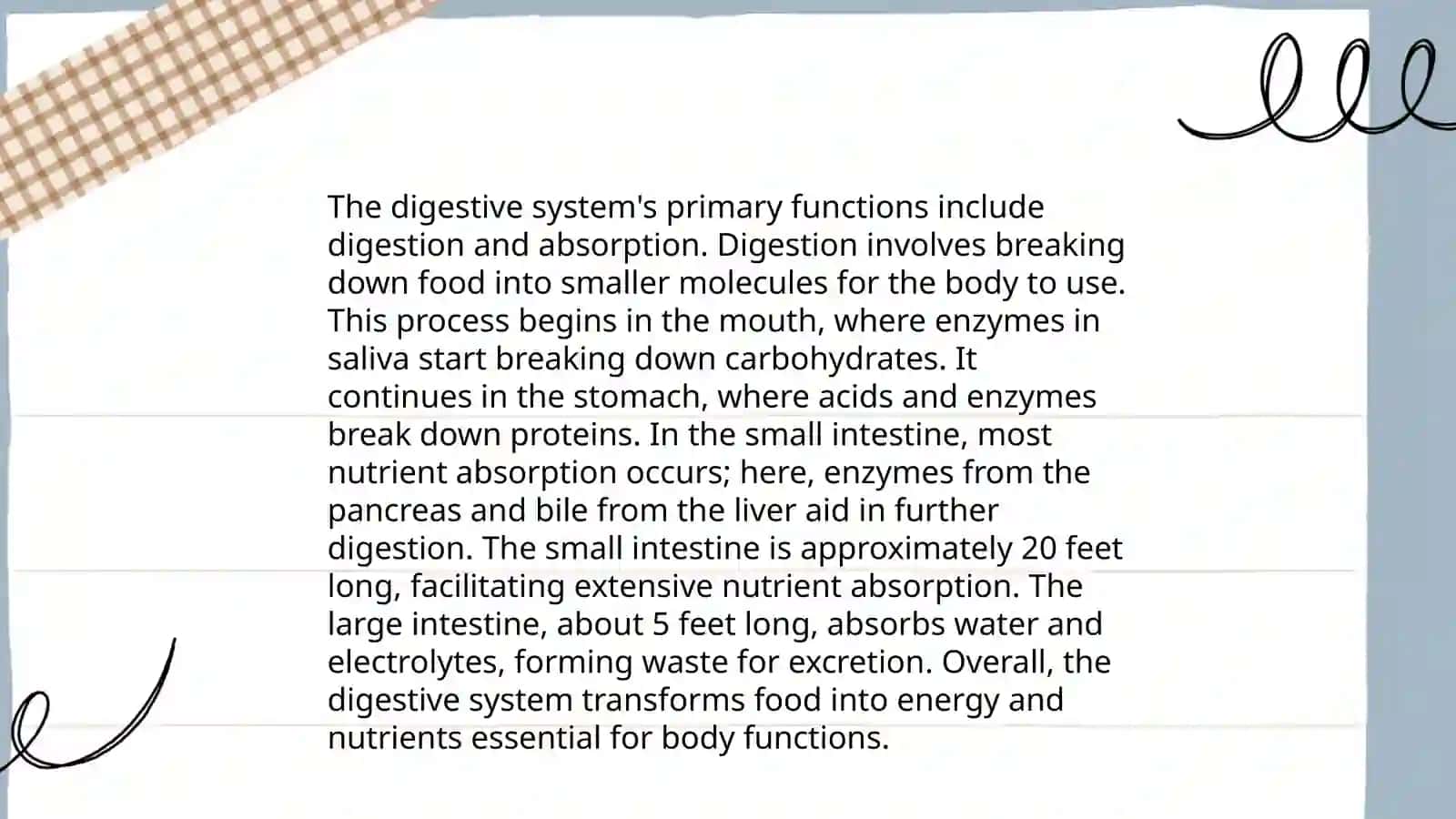 Digestive system 4