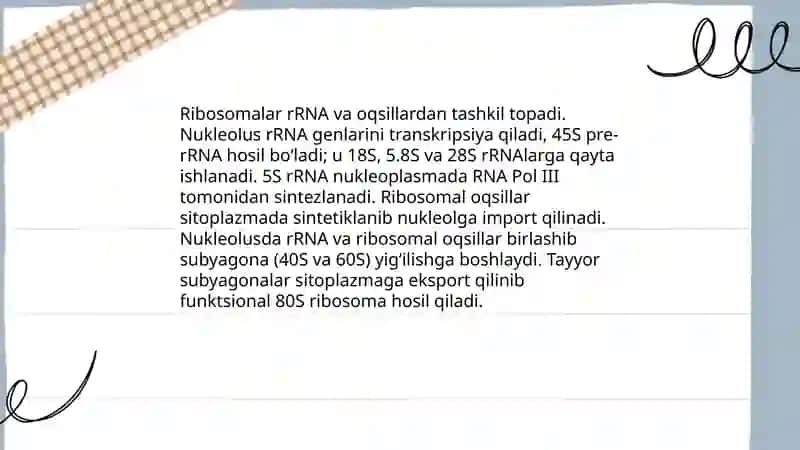Ribasoma sitosikalet yadro 4