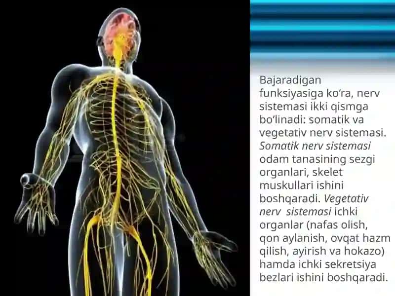 Nerv_sistemasi tuzilishi va ahamyati 4