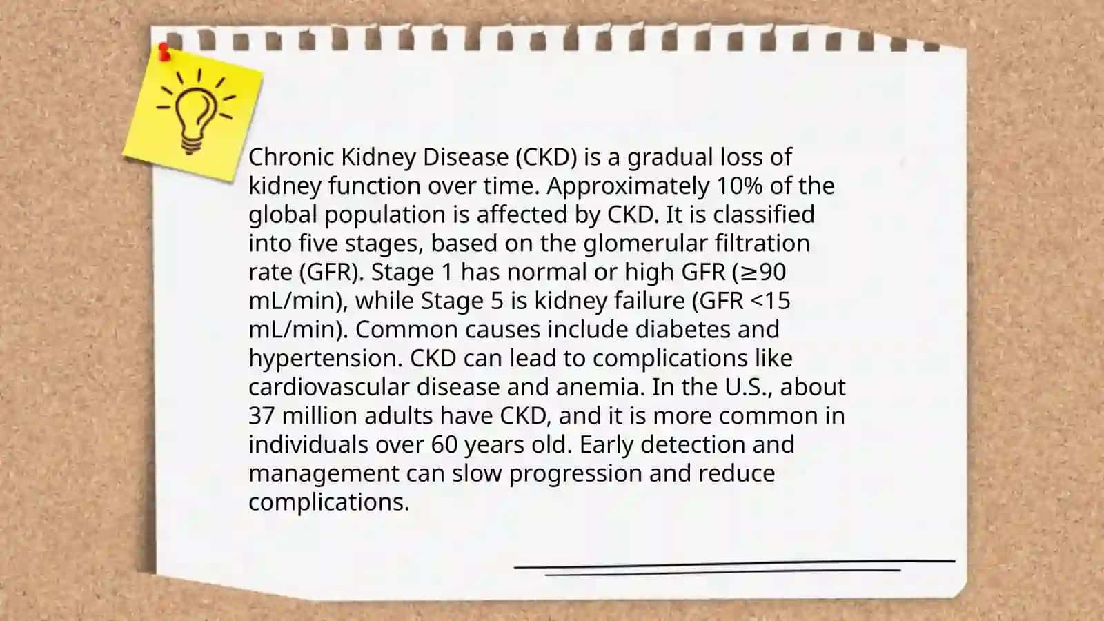 Kidney 4