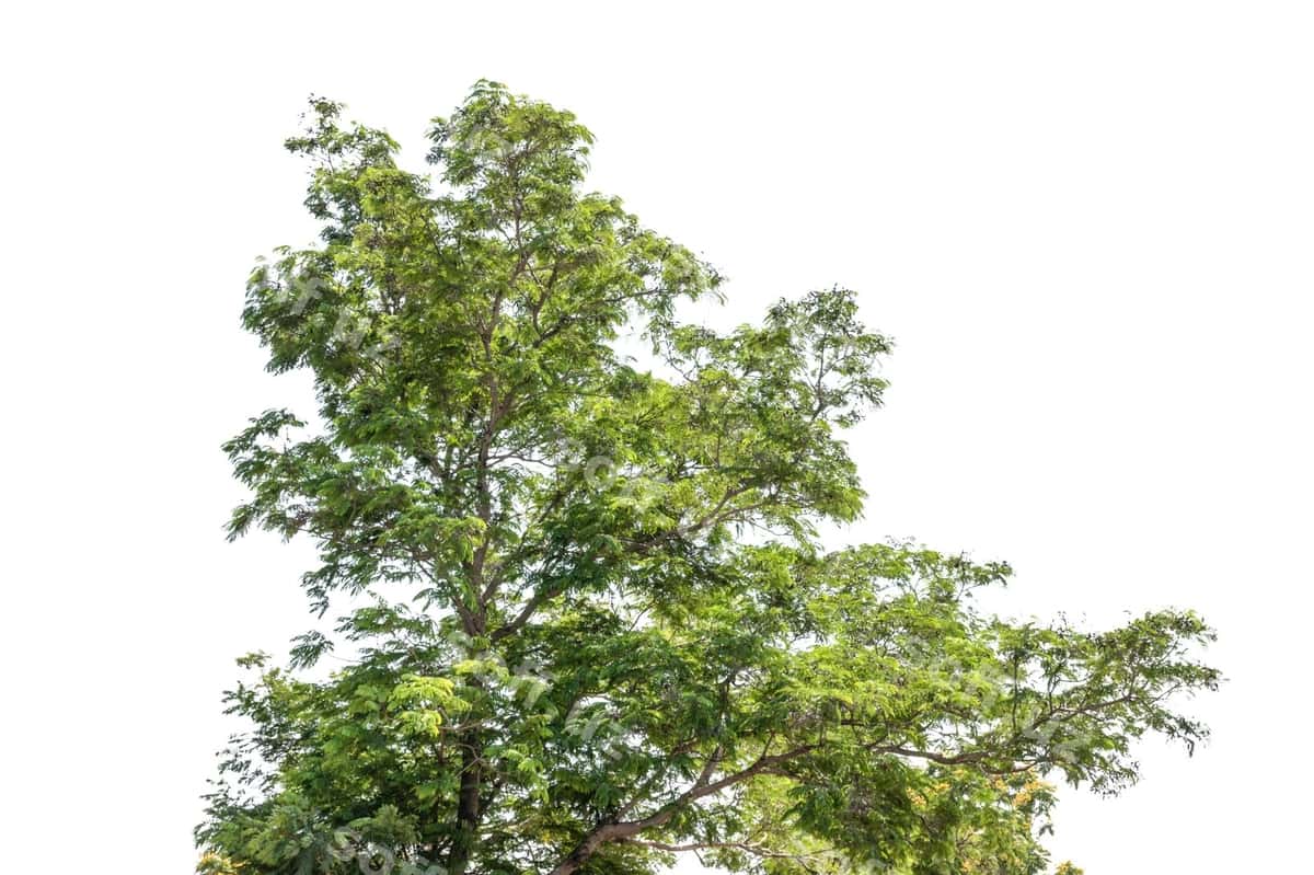 Daraxt ajraltirilgan oq orqa fonda | Tree isolated white background 1
