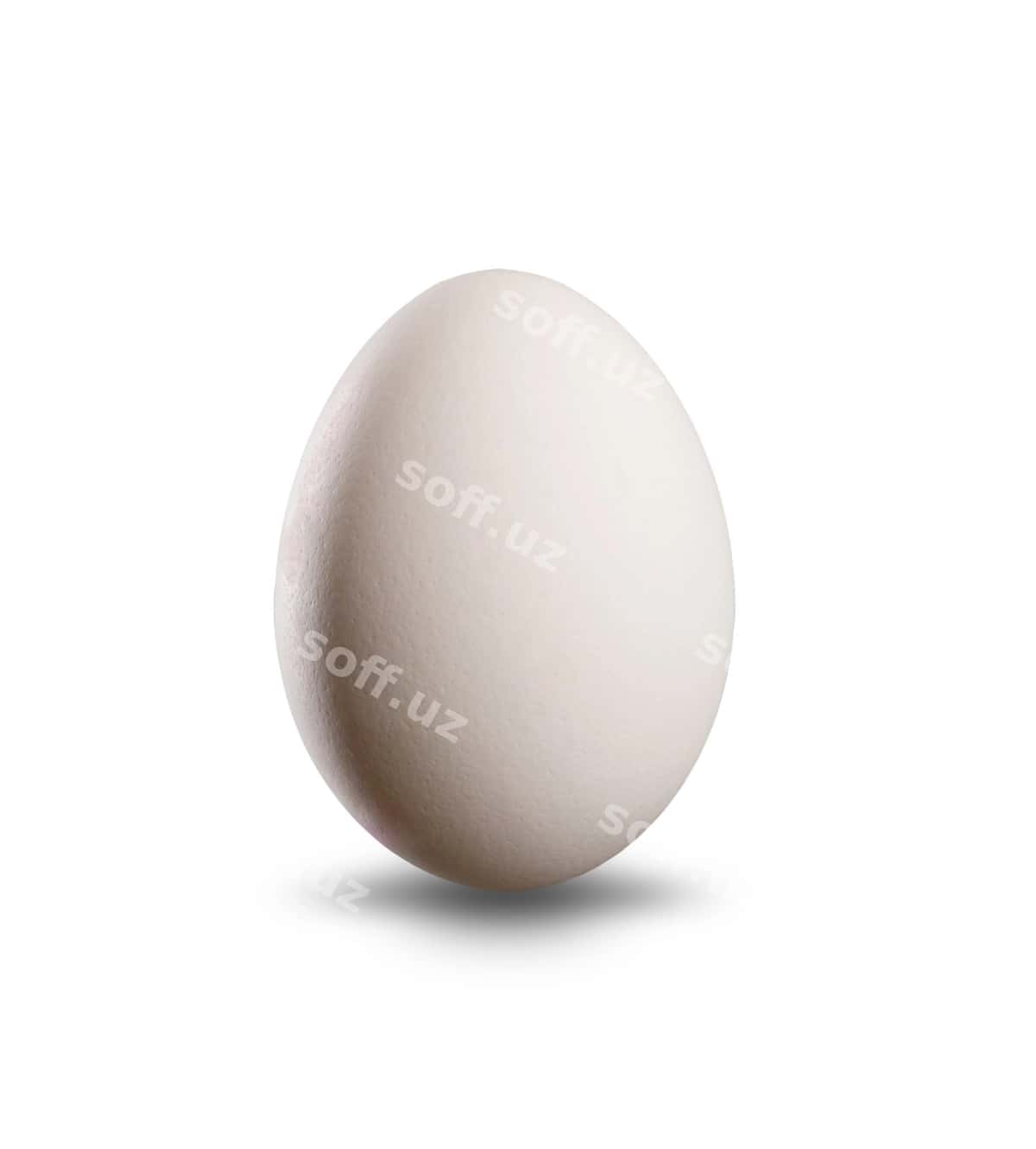 Oq tuxum ajraltirilgan oq fonda | White egg isolated white background 1