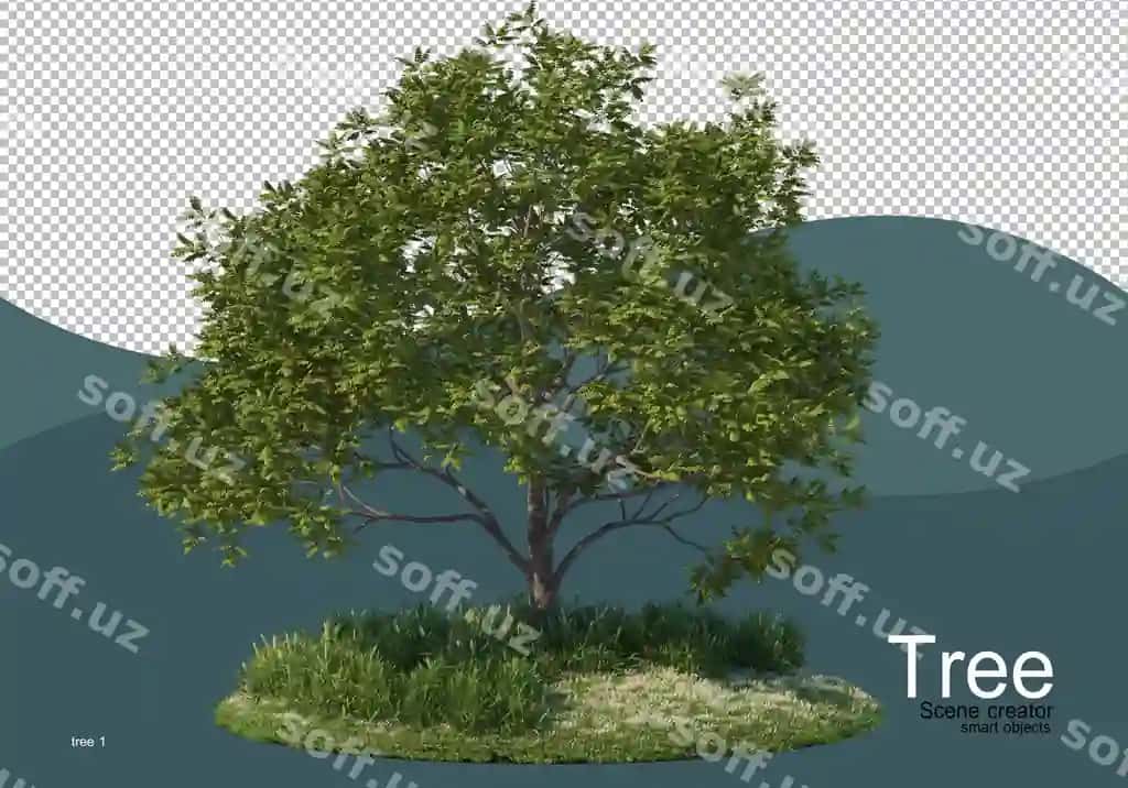 Katta daraxt o'rta maydoni | Large tree middle field