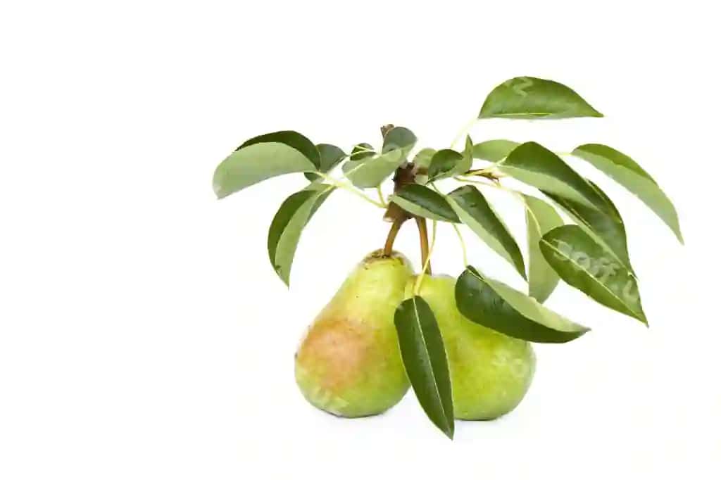 Yaqin rasmda mevalar oq fonda | Close up fruit against white background