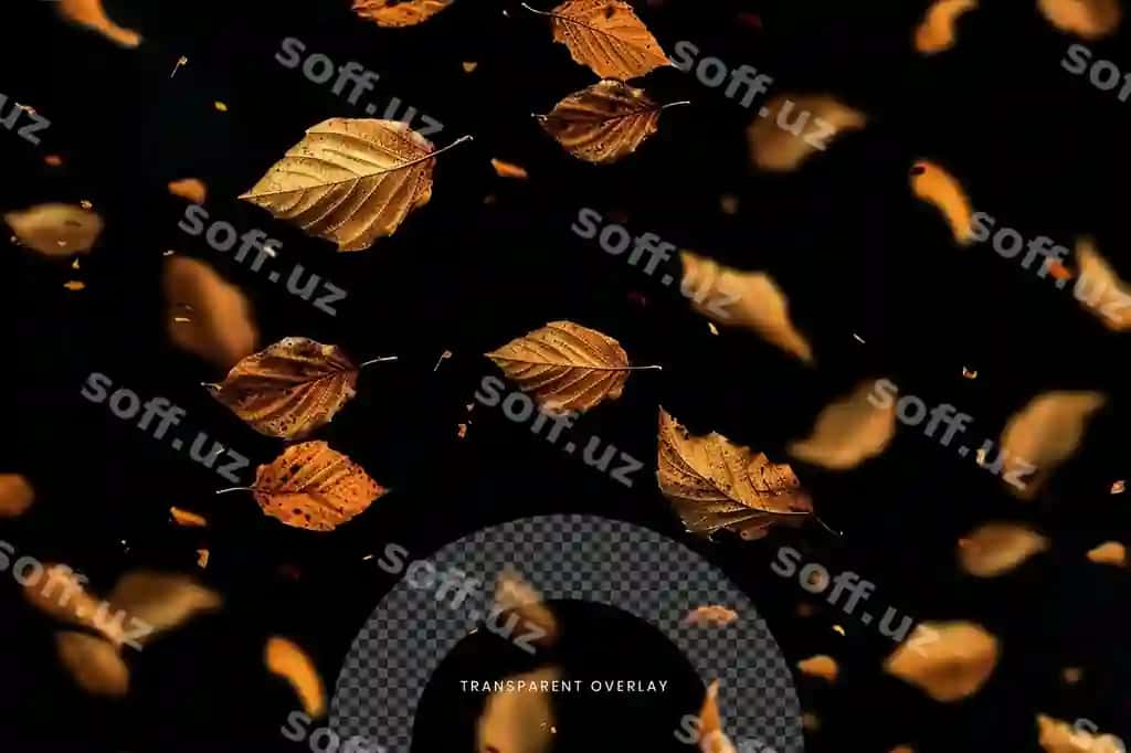 Varaq tushyotgan maxsus effekt qo'shilma effekti shaffof orqa fonda | Leaf falling special effect overlay effect transparent background