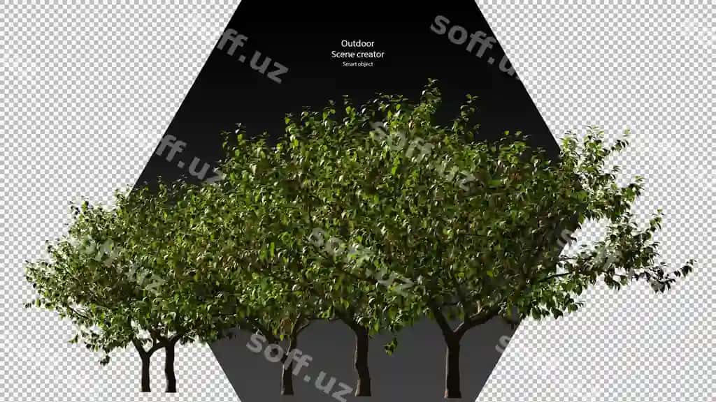 Gilos daraxti kesish yo'li gilos daraxti ajraltirilgan | Cherry tree clipping path cherry tree isolated