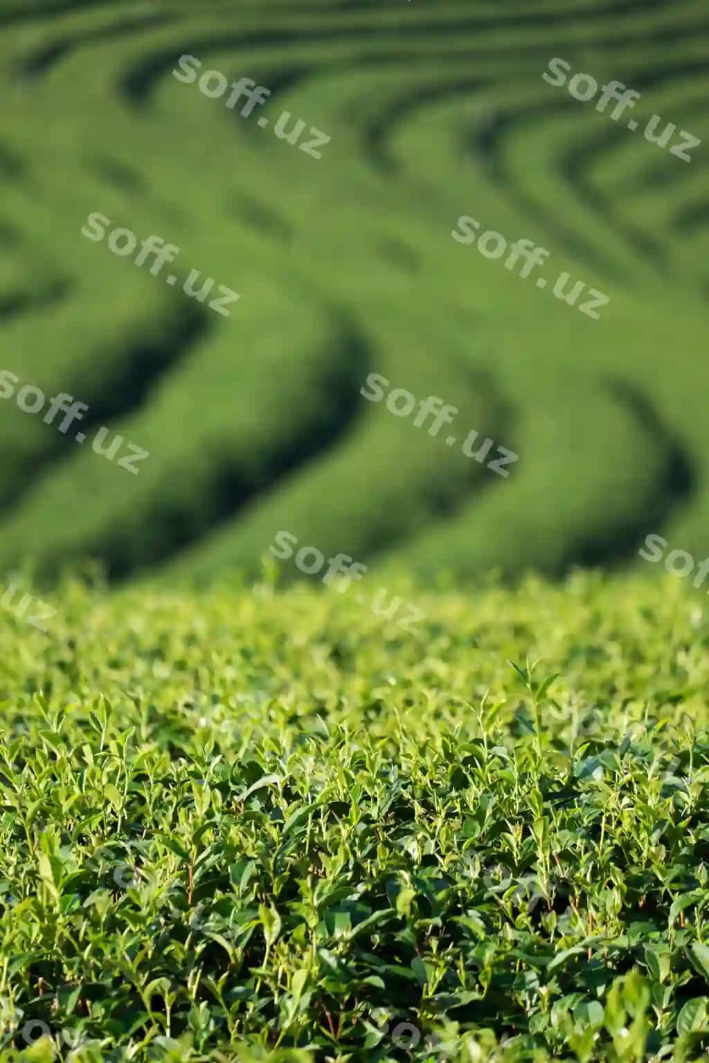 Choy ekish maydoni | Tea plantation