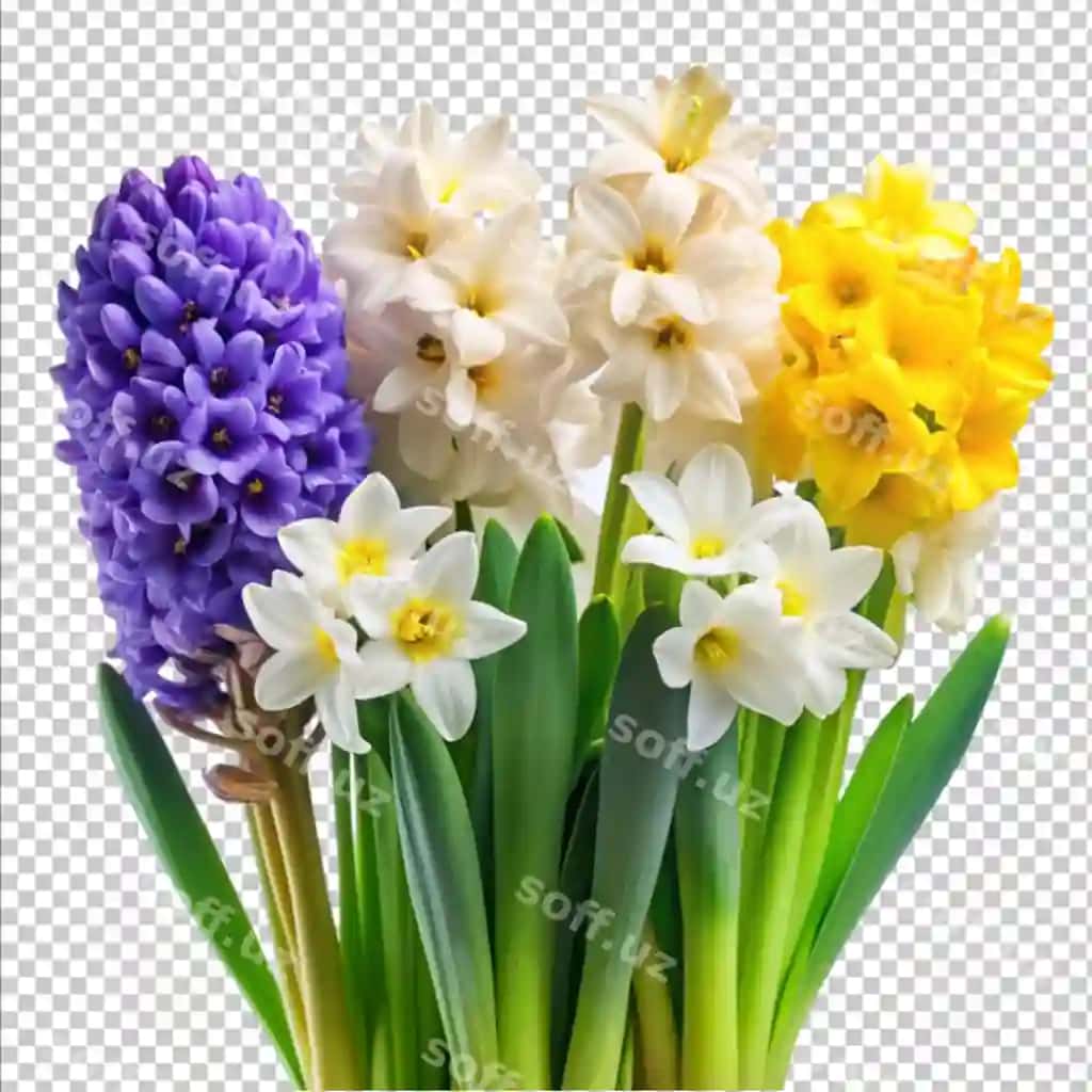 Gulhi narsiss oq orqa fonda | Hyacinth narcissus white background