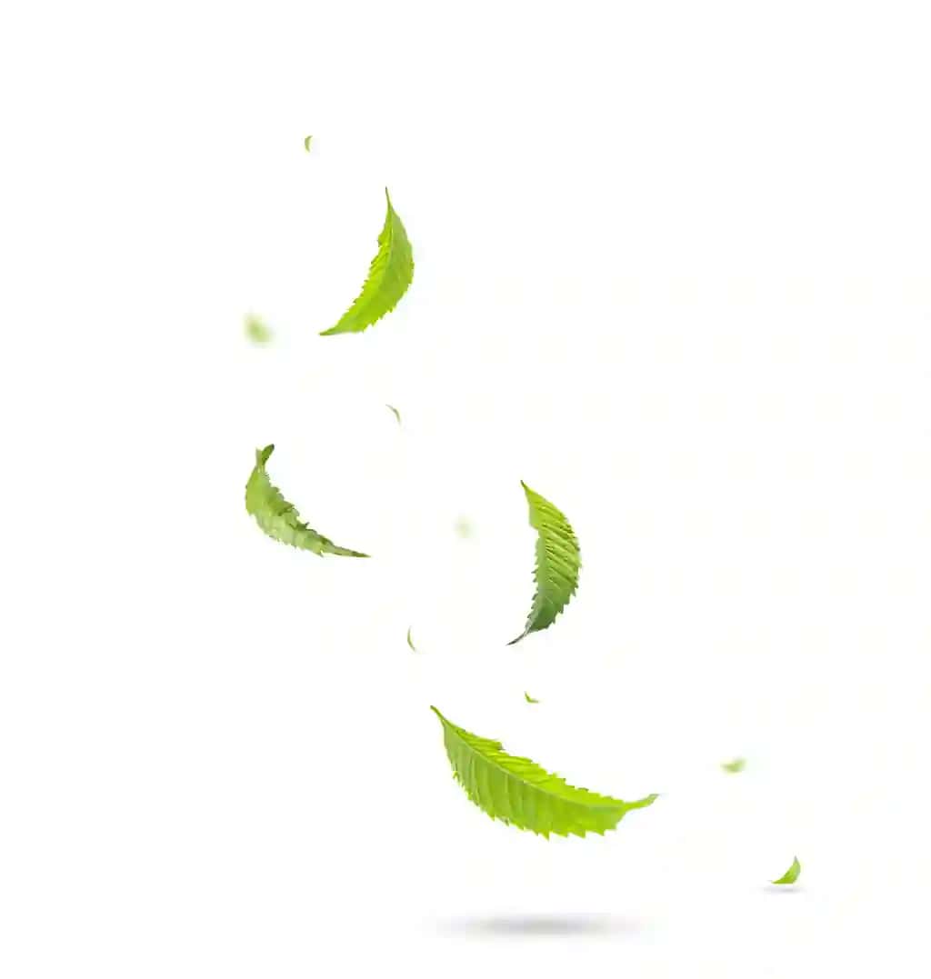 Yashil suza varaq uchuvchi varaq yashil varaq raqs etadi oq fonda | Green floating leaves flying leaves green leaf dancing white background