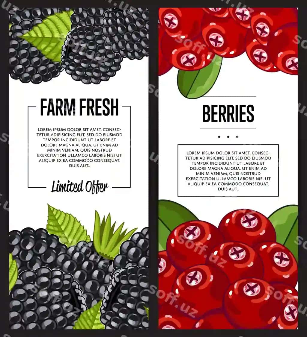 Organik ferma yangi boring broshyur komplekti | Organic farm fresh berry flyer set