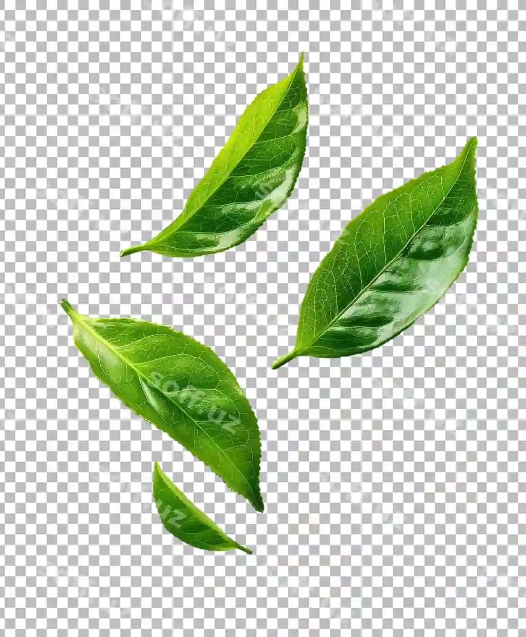 Yashil choy varagi orqali olinmagan shaffof fonda | Green tea leaf isolated transparent background