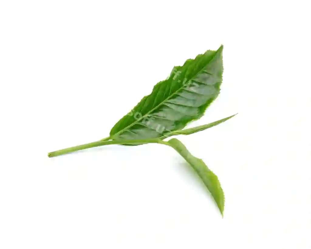 Yaqin suratda yangi yashil barglar oq fon ortida | Close up fresh green leaves against white background