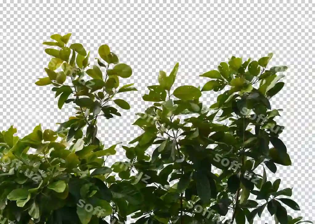 Yashil varaq ajraltirilgan shaffof fon | Green leaf isolated transparency background