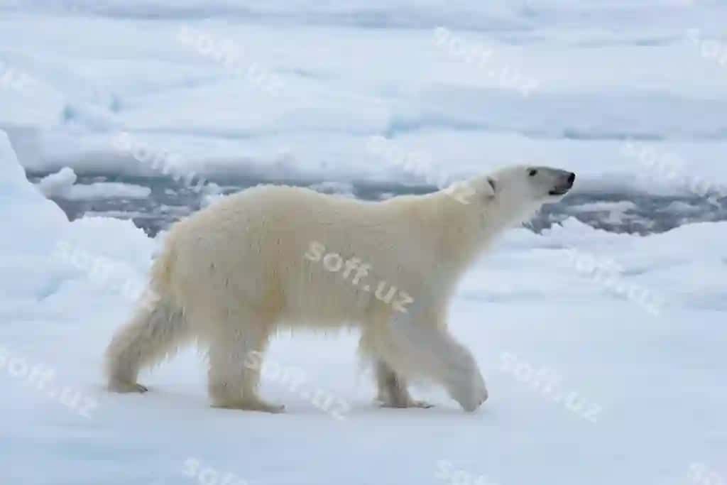 Qutb ayi buz | Polar bear ice