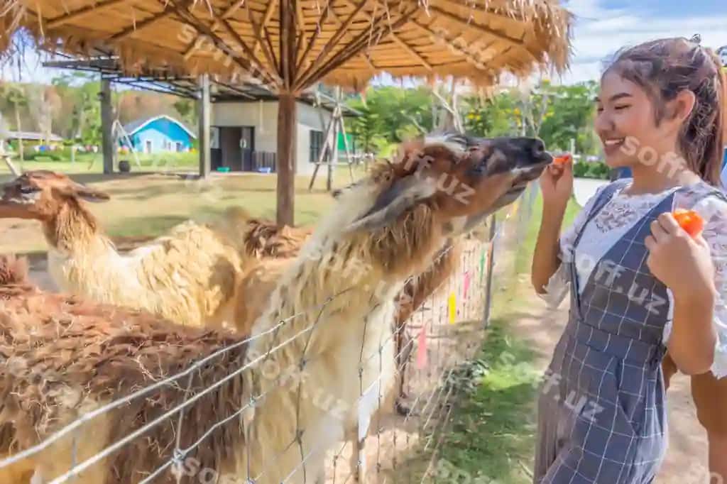 Tomon ko'rinishda ayol lama ni to'qatayotgan zoobog | Side view woman feeding llama zoo