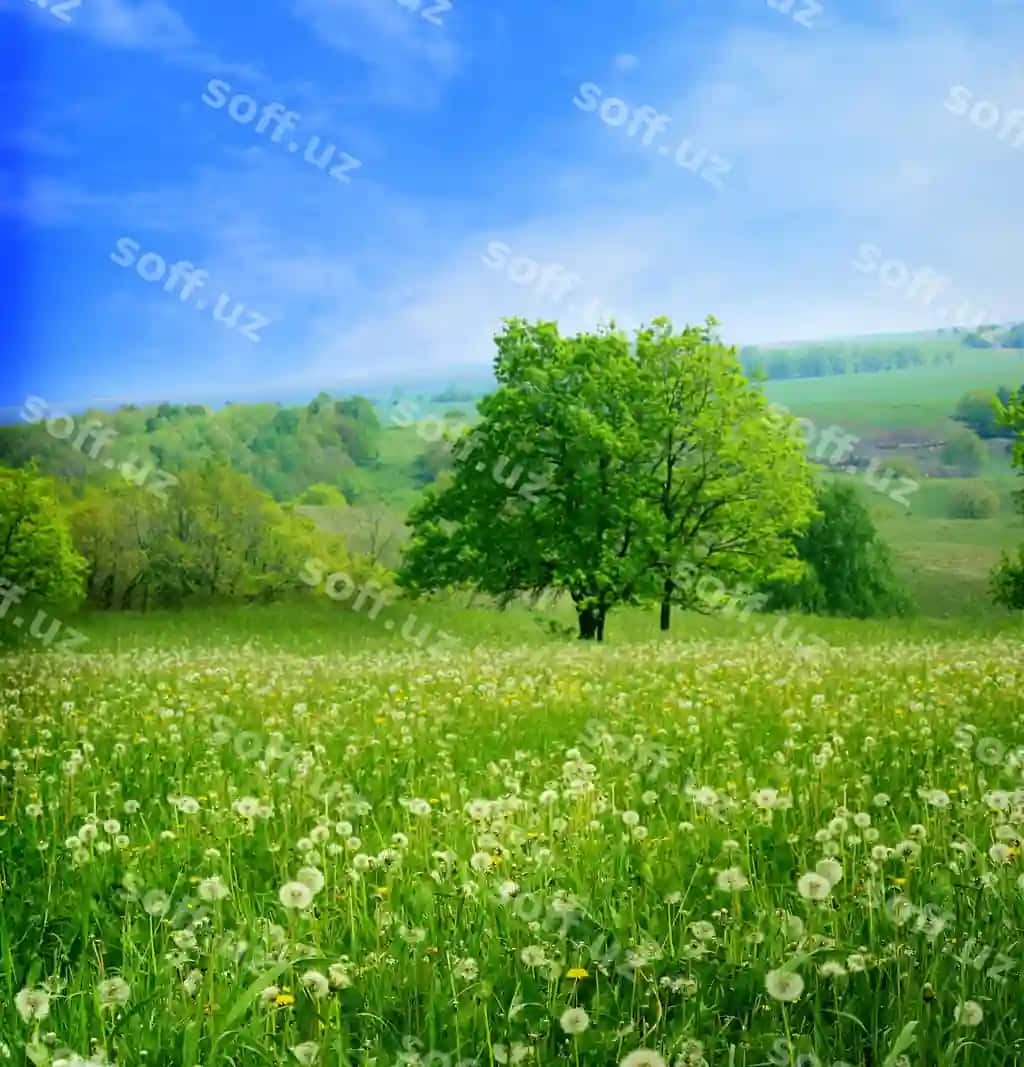 Bahor landskapi | Spring landscape