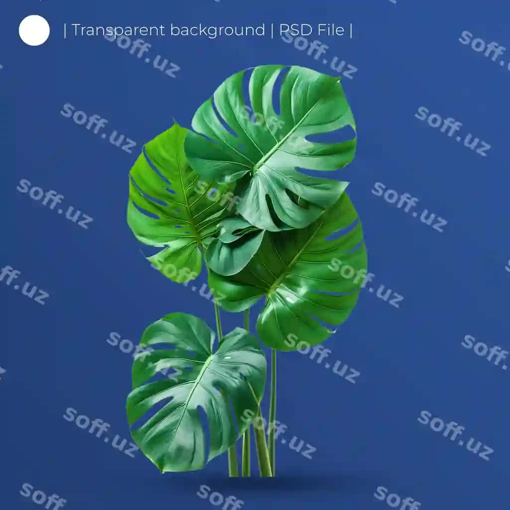 Ziravor yashil monstera varatlari tabiiy o'yinalar bilan ajraltirilgan oq fonda | Lush green monstera leaves with natural holes isolated white background