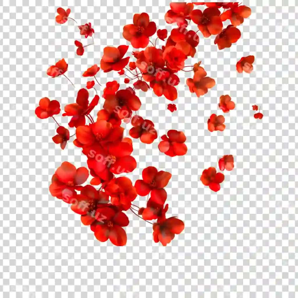 Qizil gul shaffof orqa fonda | Red flowers transparent background