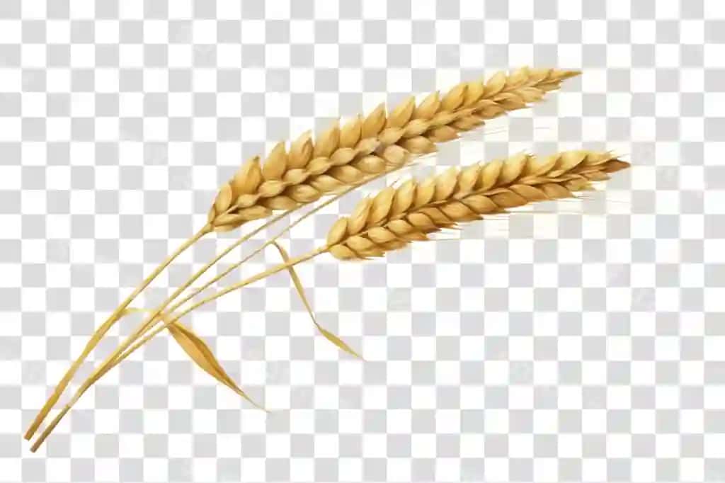 Oltin buğday qoʻriqlari ajraltirilgan orqa fonda | Golden wheat ears isolated background