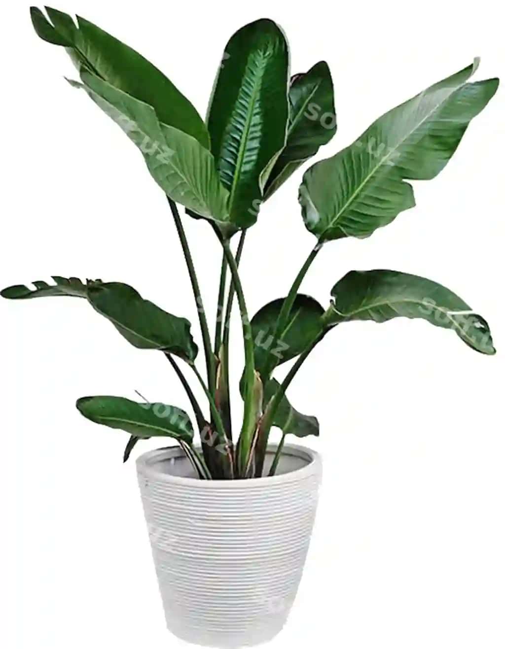 Bino bitki png | Plant png house plant