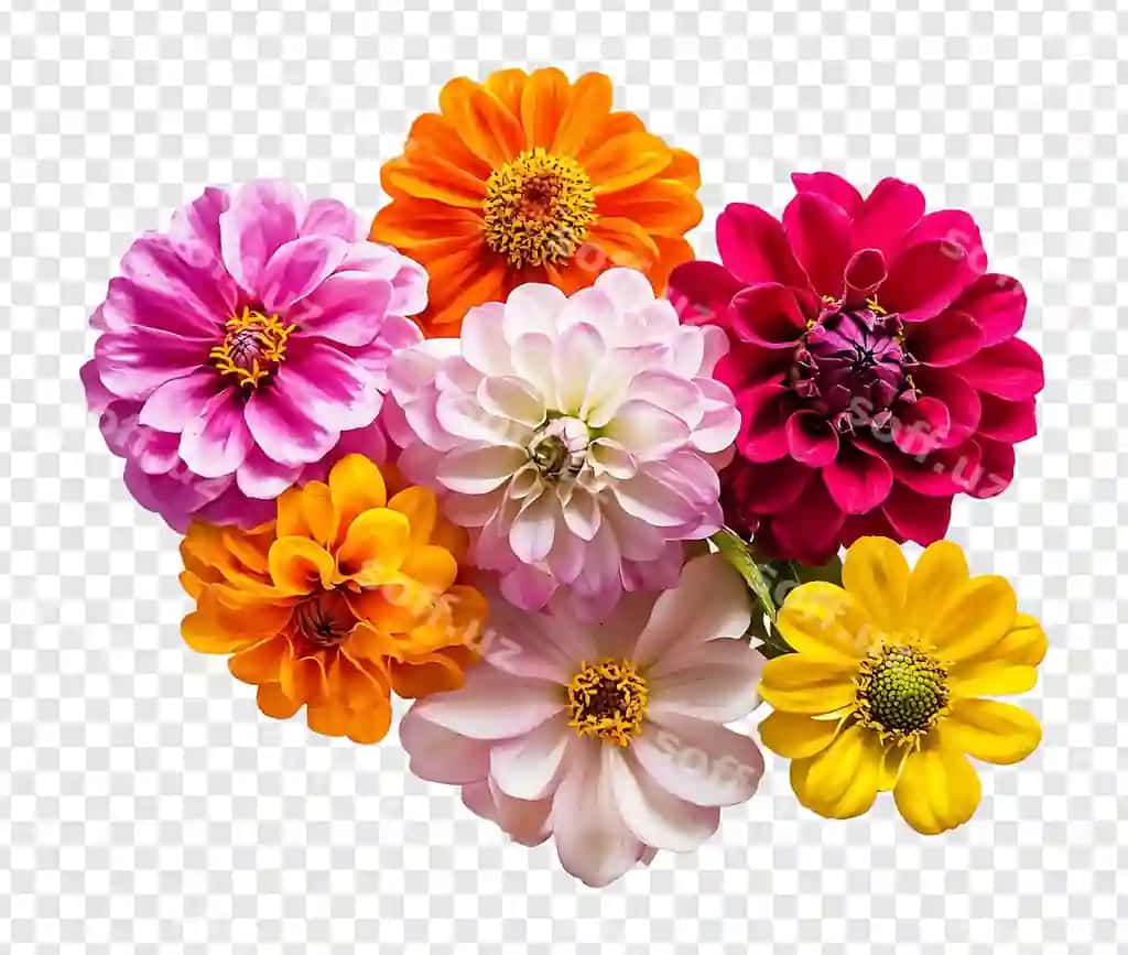 Rangli yurak shaklidagi tartibli gullar shaffof fonda ajratilgan | Colorful heartshaped arrangement flowers isolated transparent background