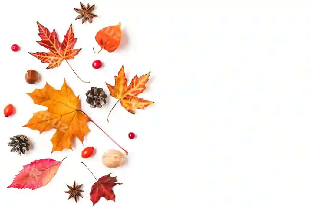 Guruch barglari orzu bilan oq fonda ajraltirilgan | Autumn leaves with nuts isolated white