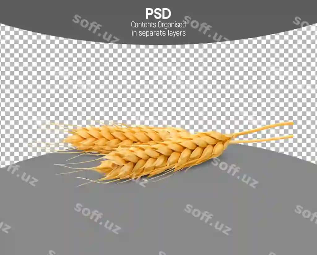 Qovoq dānā ajraltirilgan shaffof fonda | Wheat grain isolated transparent background